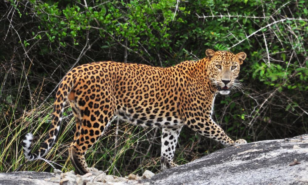 leopard 1