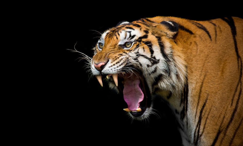 tiger psi